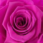 Rose Fucsia