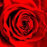 rose rosse e lettera bianca