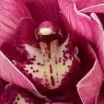 Orchidee Bordeaux